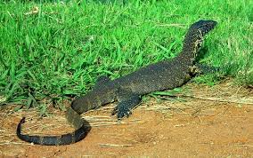 A monitor lizard